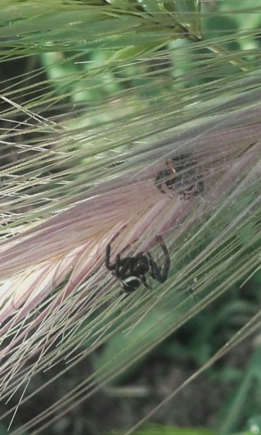 Synema globosum - Morlupo (RM)